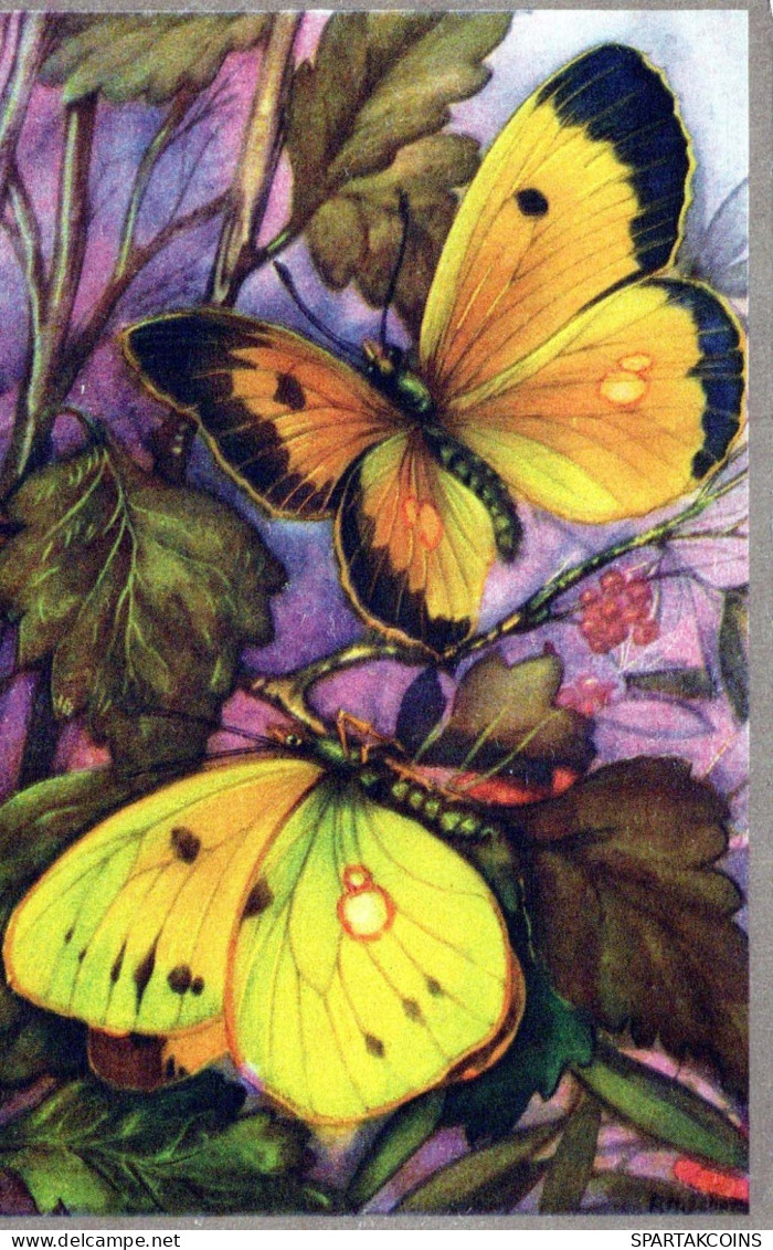 BUTTERFLIES Vintage Postcard CPSM #PBZ949.A - Butterflies