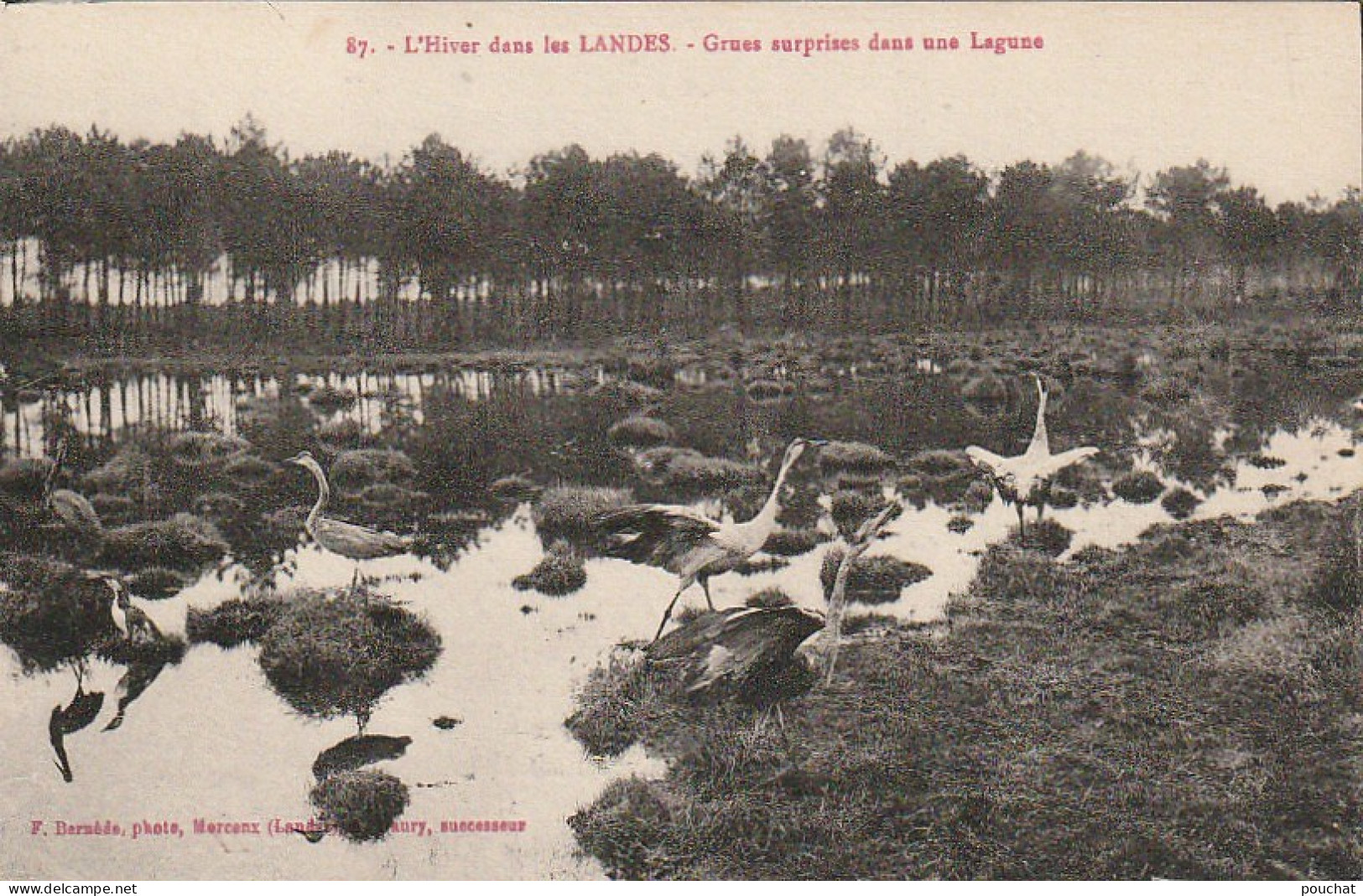 DE 21 -(40) L ' HIVER DANS LES LANDES - GRUES SURPRISES DANS UNE LAGUNE  -  2 SCANS - Autres & Non Classés