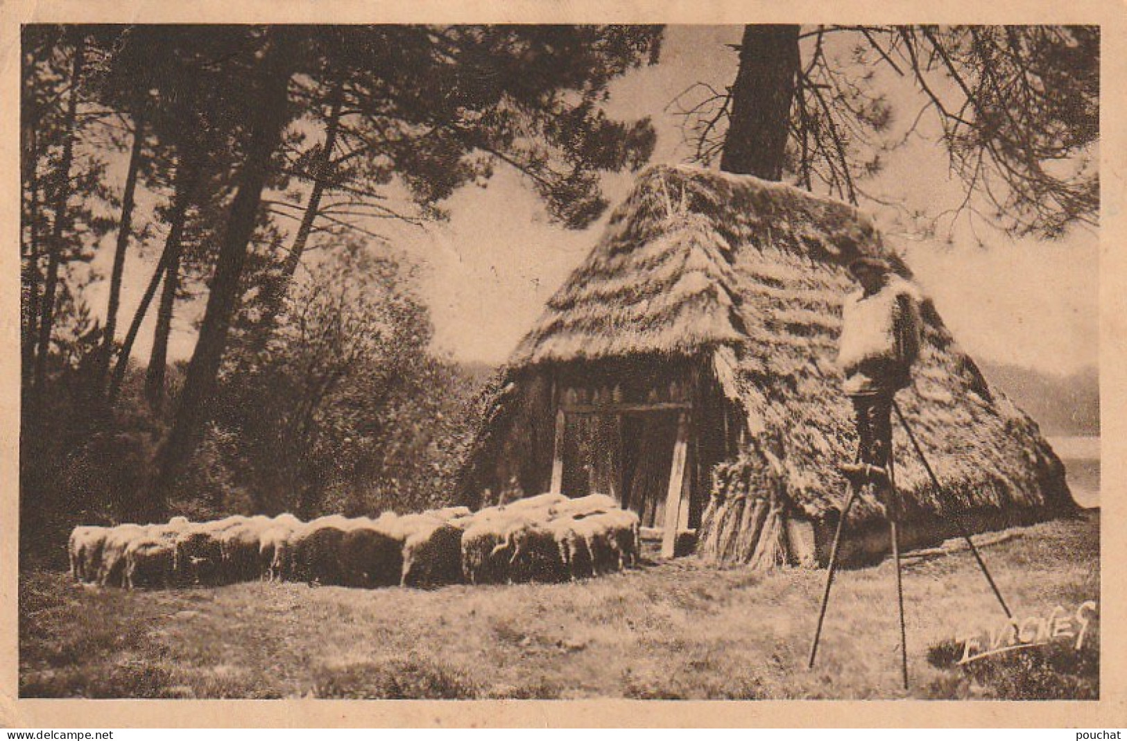 DE 22  -(40) PAYSAGES LANDAIS  -  BERGER LANDAIS -  RETROSPECTIVE  -  ECHASSIER AVEC SES MOUTONS  -  2 SCANS - Breeding