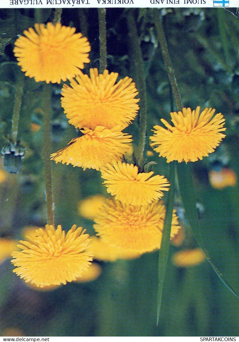 FLOWERS Vintage Postcard CPSM #PAS507.GB - Flowers