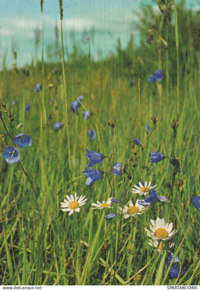 FLOWERS Vintage Postcard CPSM #PAS630.GB - Blumen