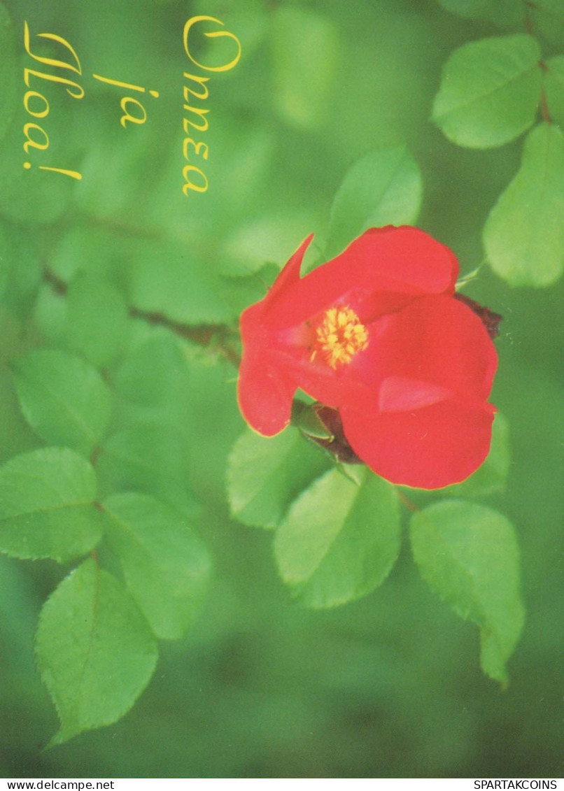 FLOWERS Vintage Postcard CPSM #PAS267.GB - Flowers
