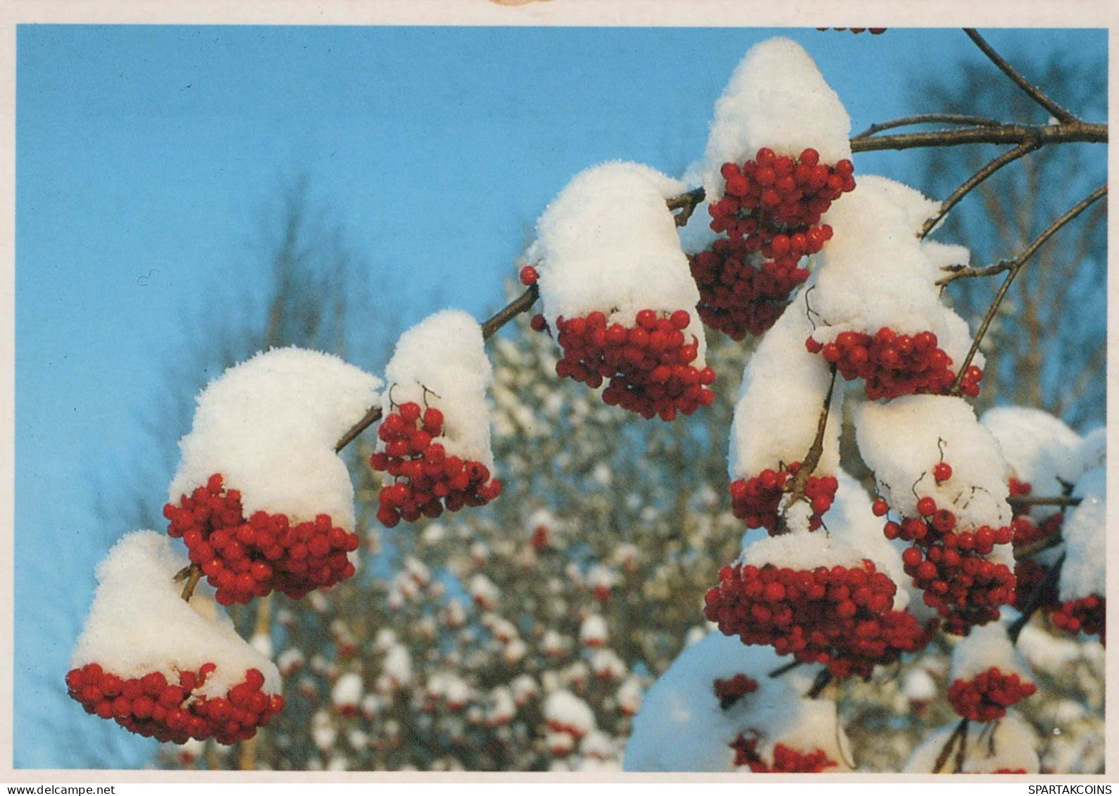 FLOWERS Vintage Postcard CPSM #PAR546.GB - Blumen