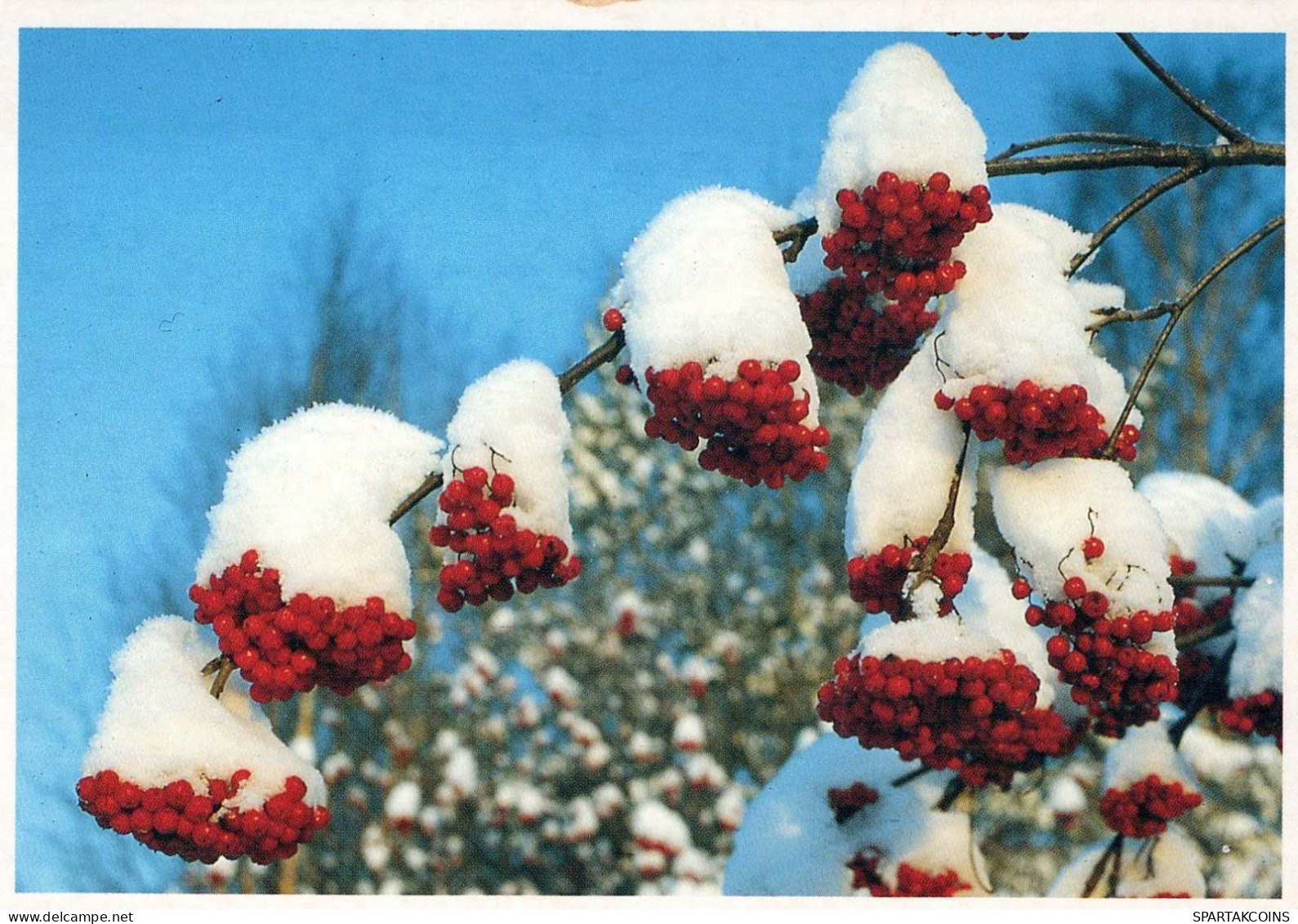 FLOWERS Vintage Postcard CPSM #PAR546.GB - Flowers