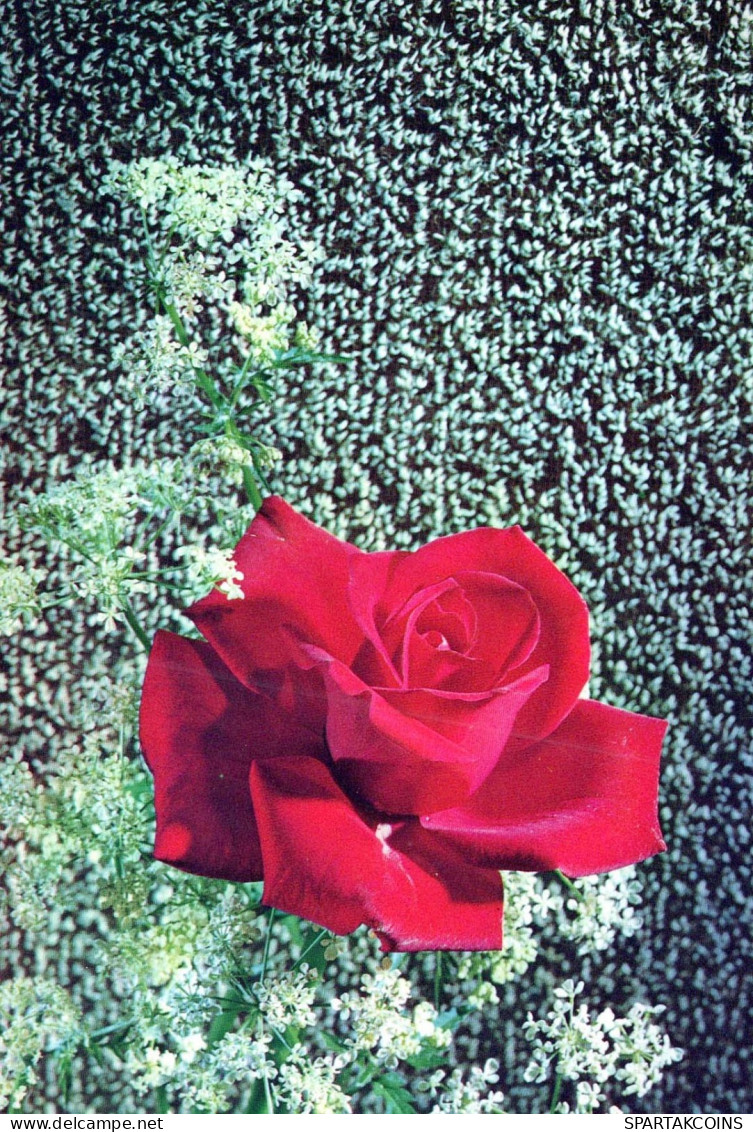 FLOWERS Vintage Postcard CPSM #PAS207.GB - Blumen