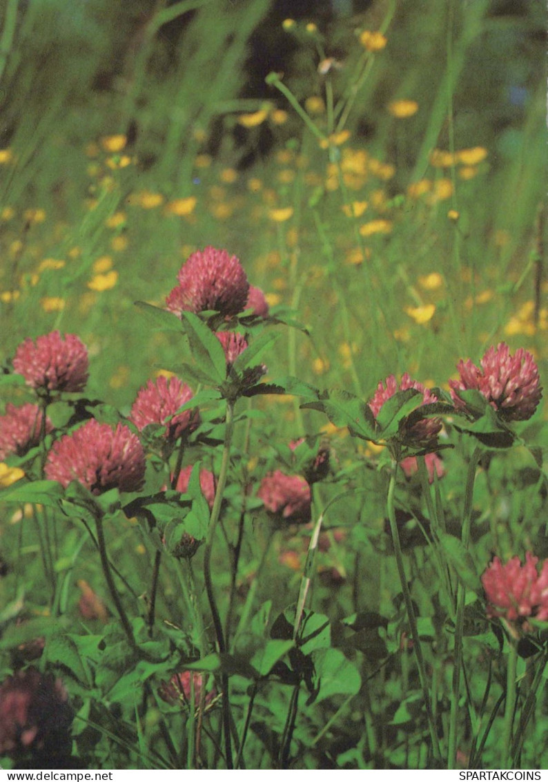 FLOWERS Vintage Postcard CPSM #PAR245.GB - Blumen