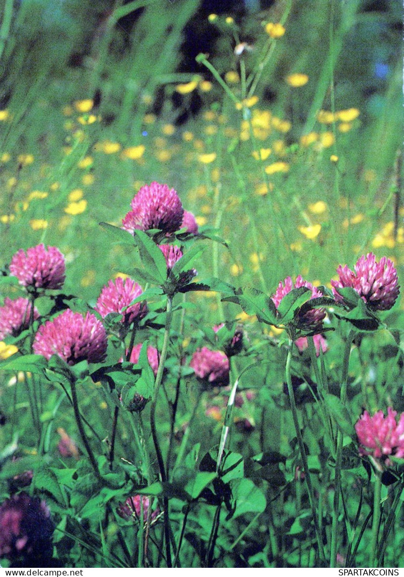 FLOWERS Vintage Postcard CPSM #PAR245.GB - Blumen