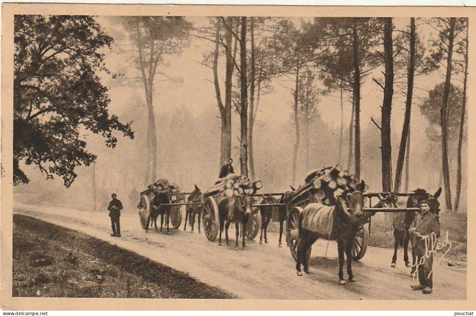 DE 23 -(40) DANS LES LANDES DE GASCOGNE -  EFFET DE BRUME - LES BROSS  -  ATTELAGES TRANSPORTANT LE BOIS  -  2 SCANS - Cultures