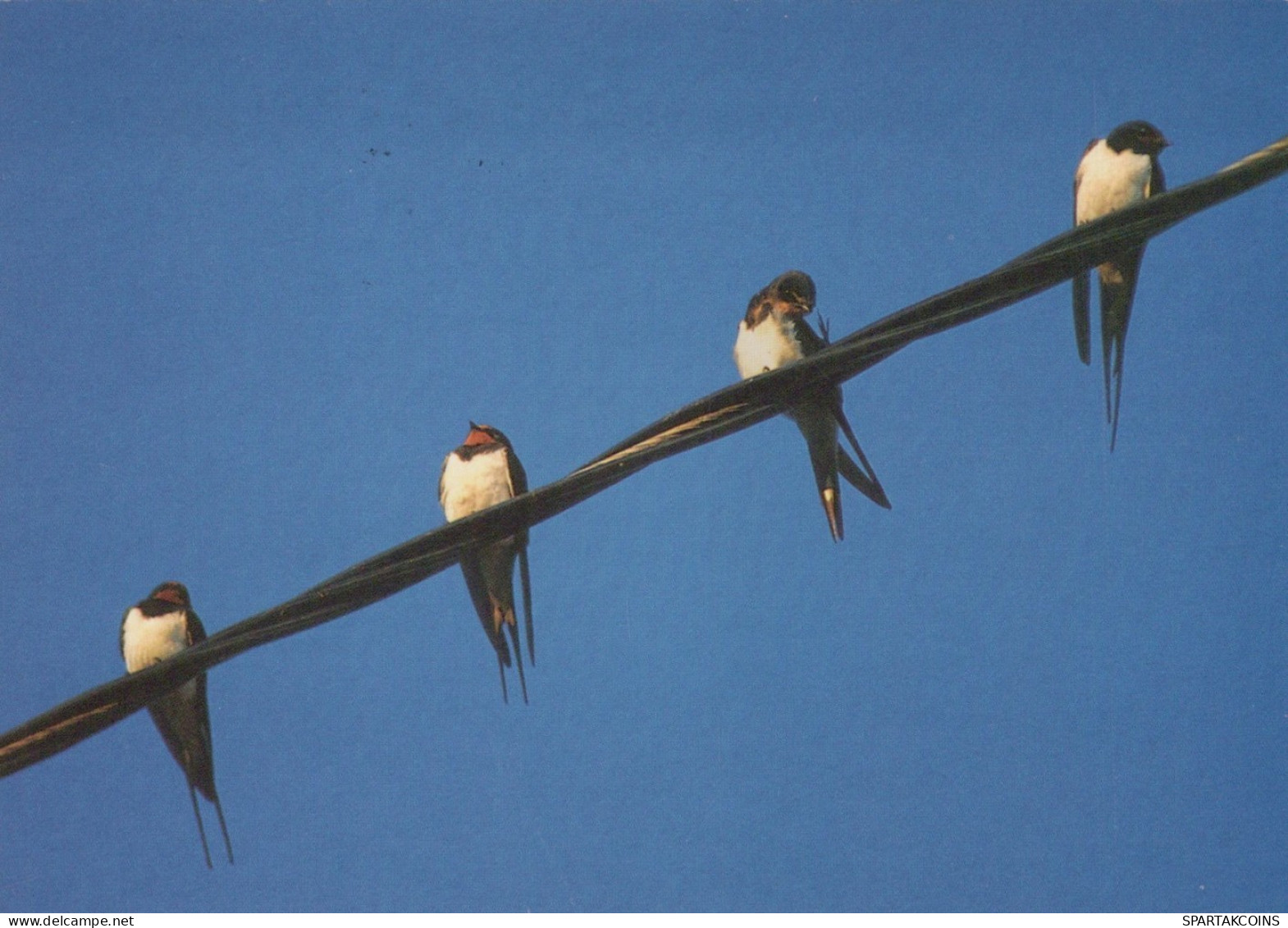 BIRD Animals Vintage Postcard CPSM #PAM670.GB - Pájaros