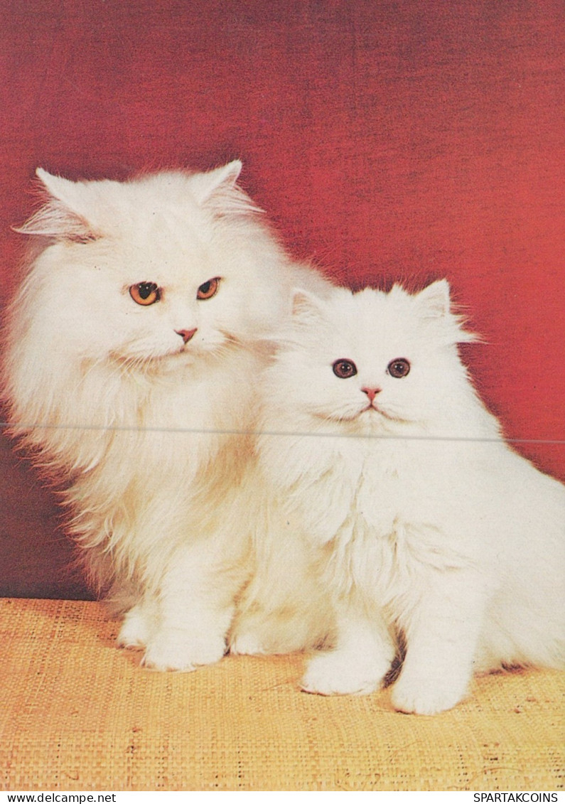 CAT KITTY Animals Vintage Postcard CPSM Unposted #PAM289.GB - Katzen