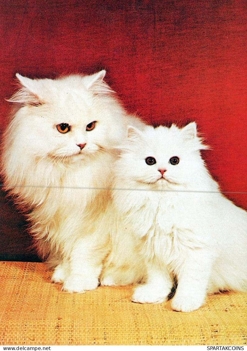 CAT KITTY Animals Vintage Postcard CPSM Unposted #PAM289.GB - Cats