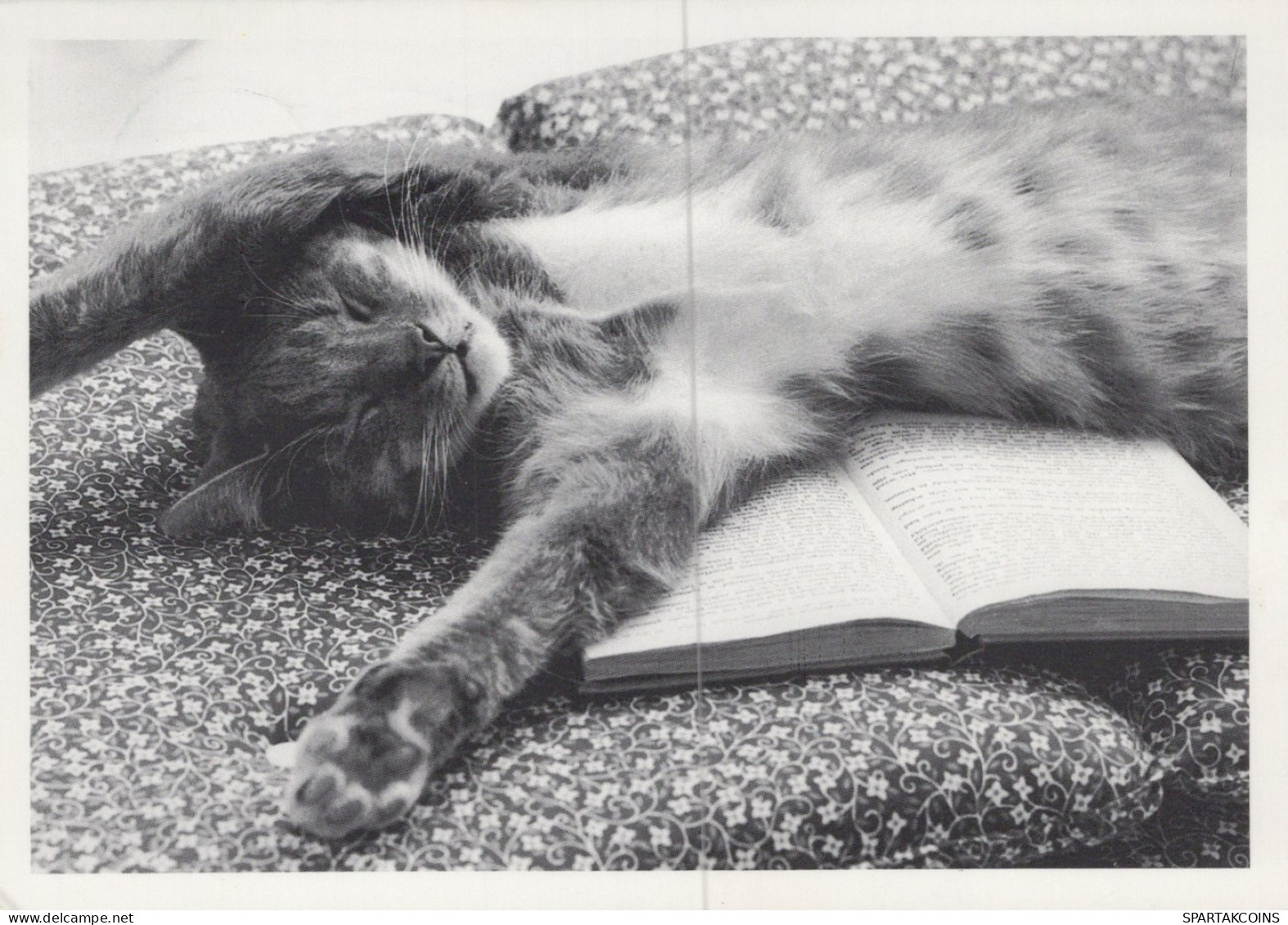 CAT KITTY Animals Vintage Postcard CPSM #PAM353.GB - Gatos