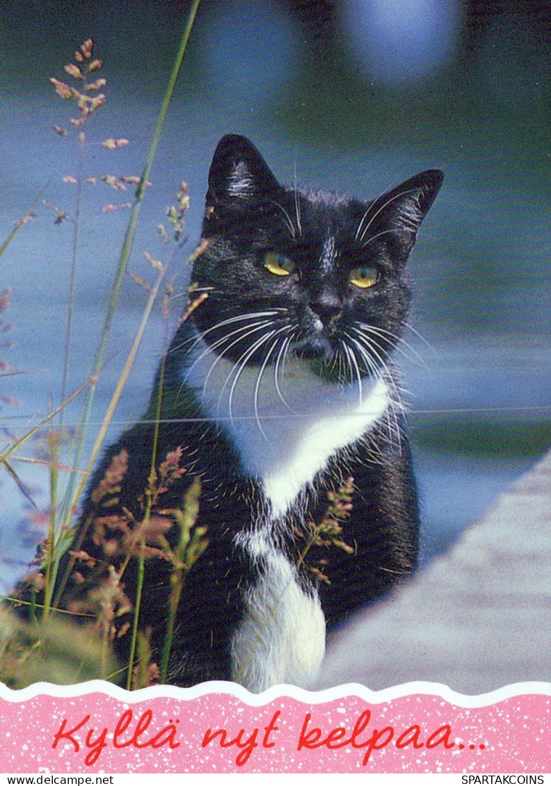 CAT KITTY Animals Vintage Postcard CPSM Unposted #PAM167.GB - Gatos