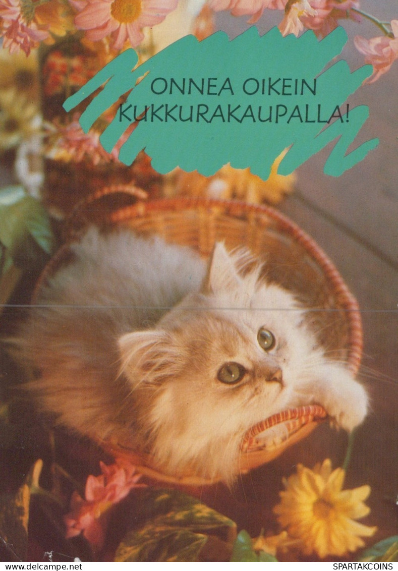 CAT KITTY Animals Vintage Postcard CPSM #PAM105.GB - Cats