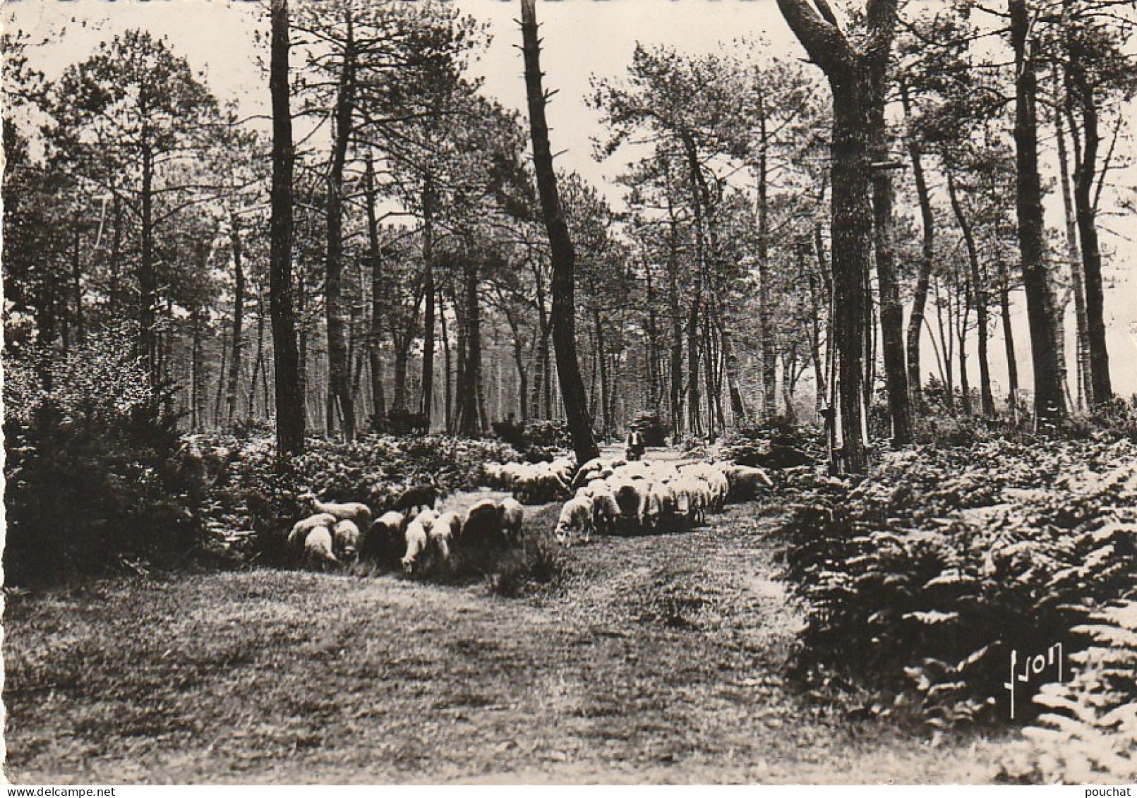 DE 23 -(40) LES LANDES DE GASCOGNE  - TROUPEAU DE MOUTONS DANS LA FORET  - 2 SCANS - Allevamenti