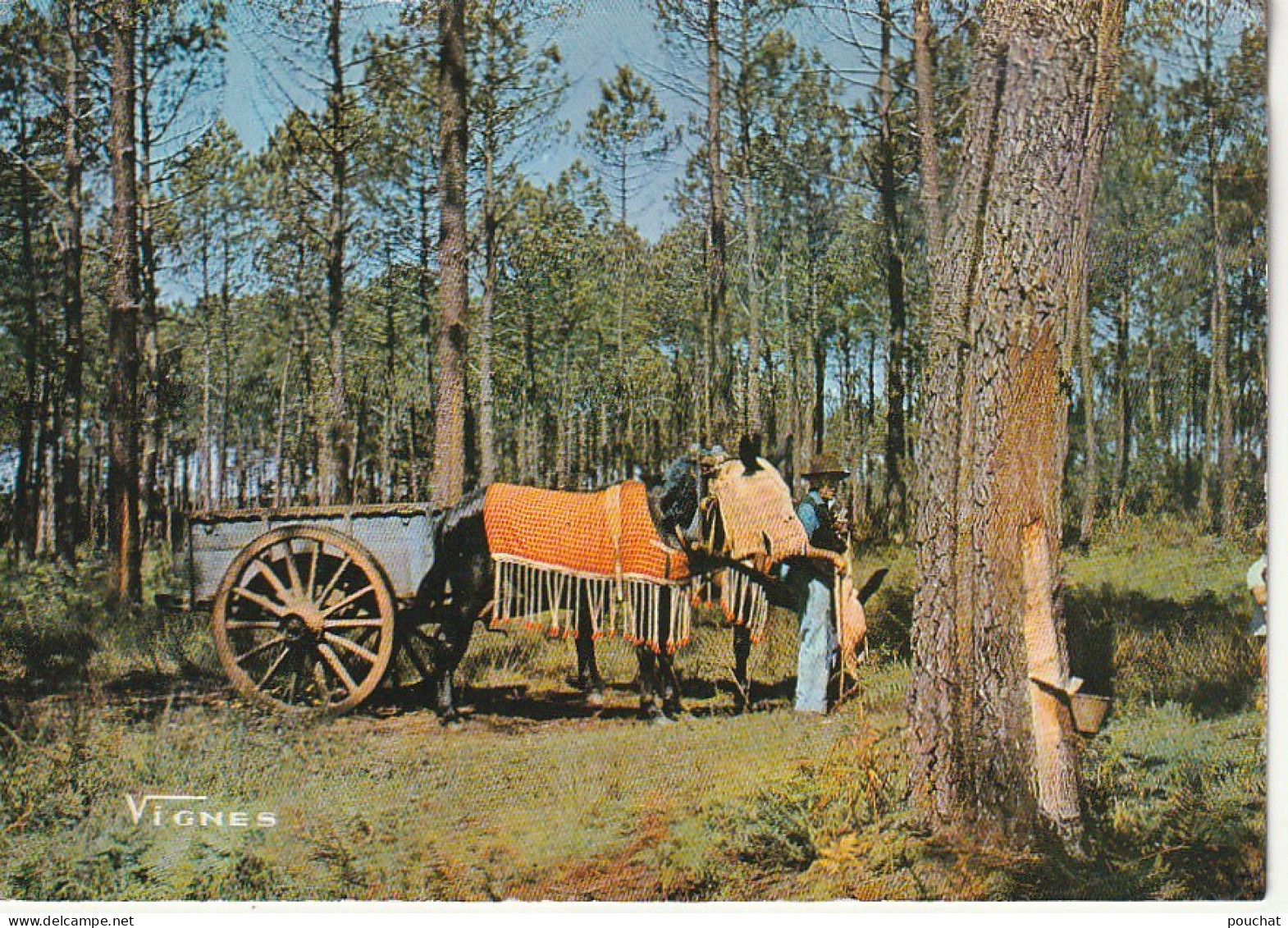 DE 23 -(40) VISAGE DES LANDES -  ATTELAGE DE MULES   - CARTE COULEURS - 2 SCANS - Attelages