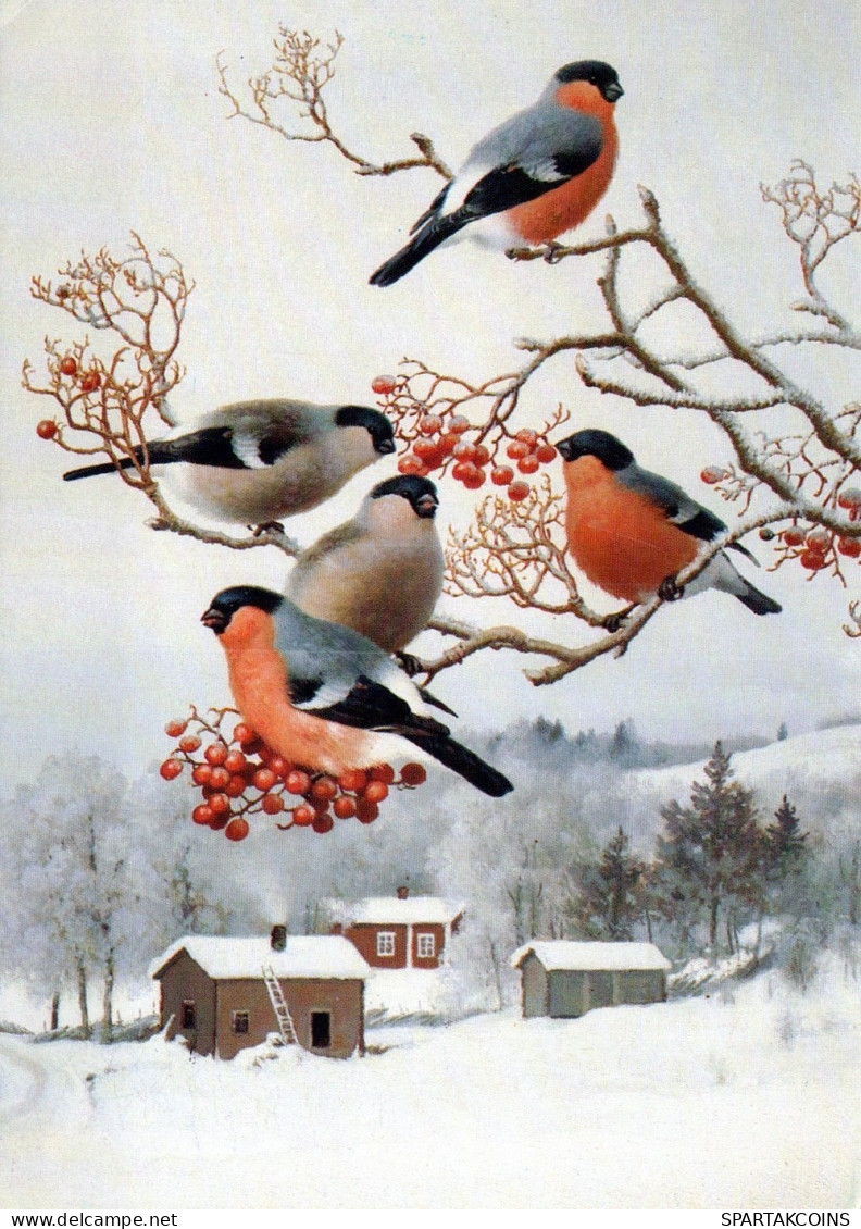 PÁJARO Animales Vintage Tarjeta Postal CPSM #PAM797.ES - Birds
