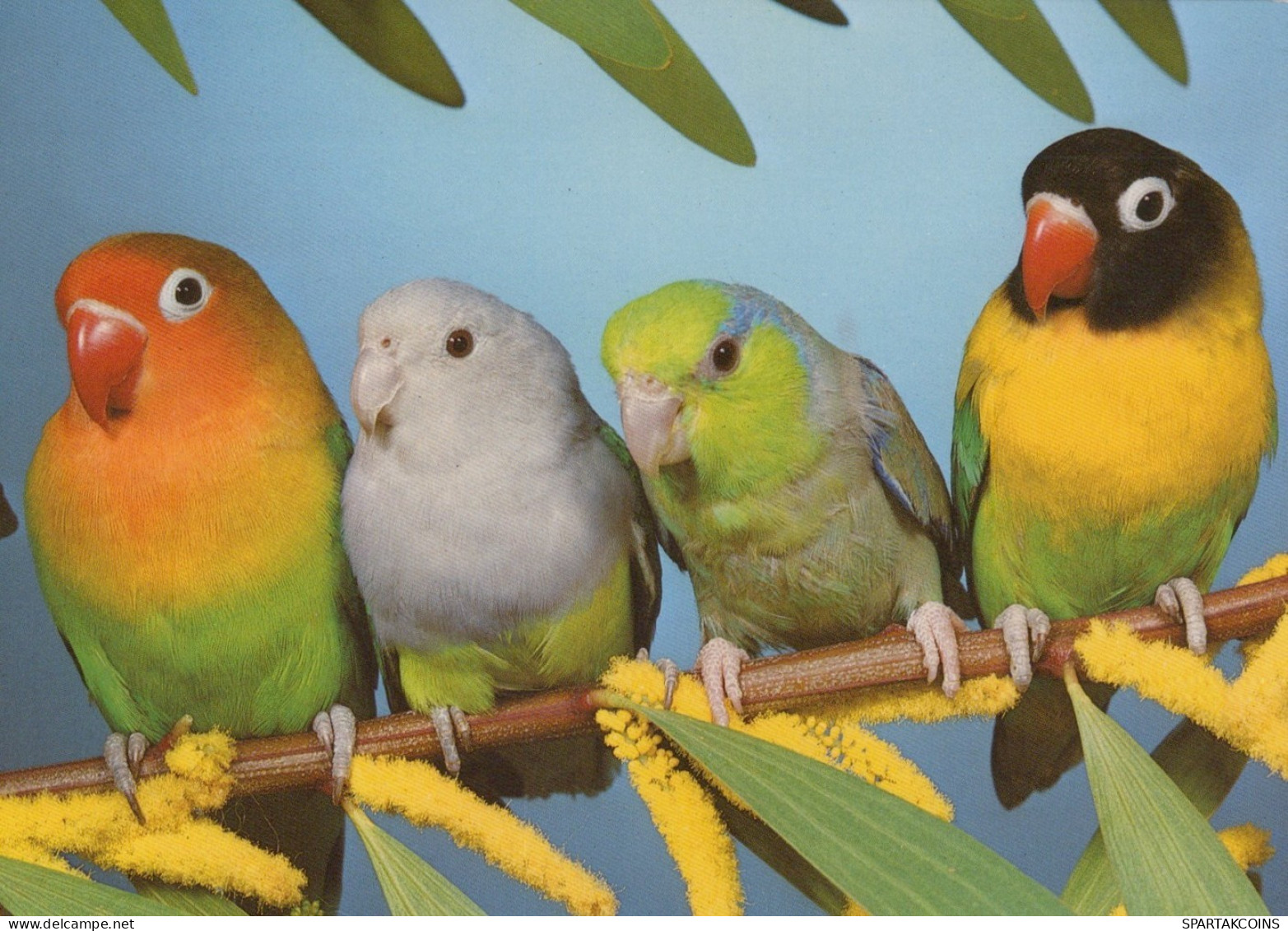 PÁJARO Animales Vintage Tarjeta Postal CPSM #PAN230.ES - Birds