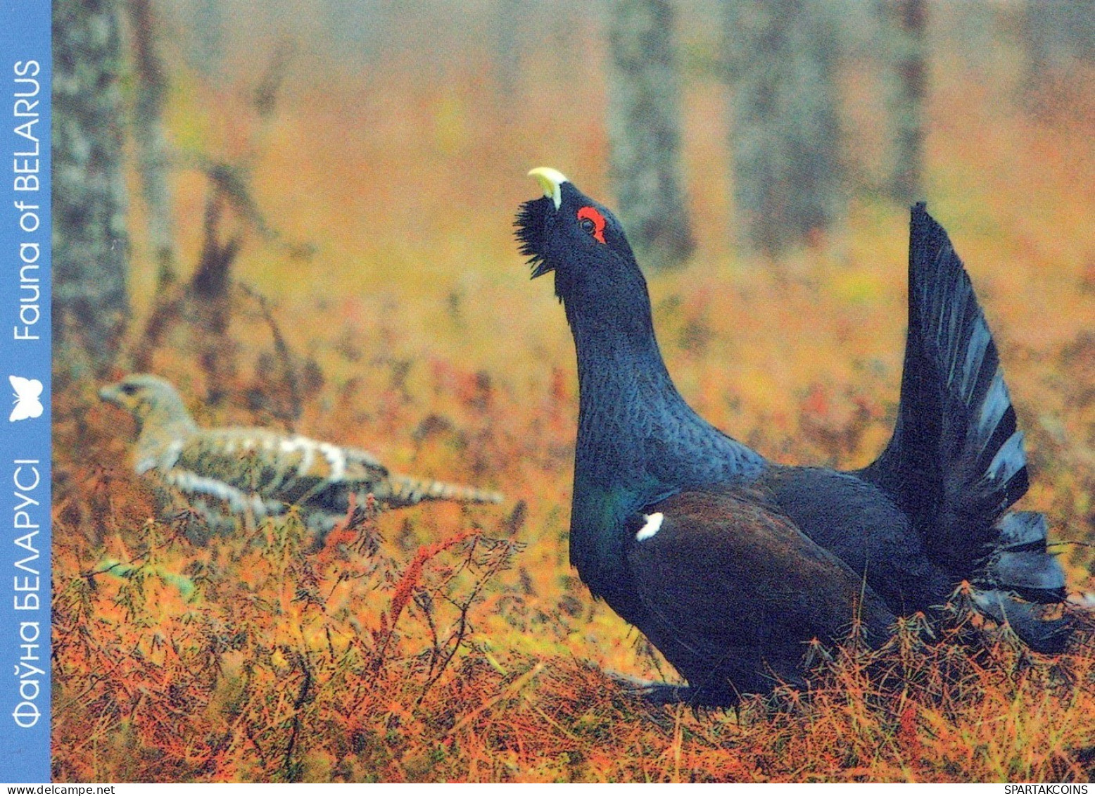 PÁJARO Animales Vintage Tarjeta Postal CPSM #PAN352.ES - Birds