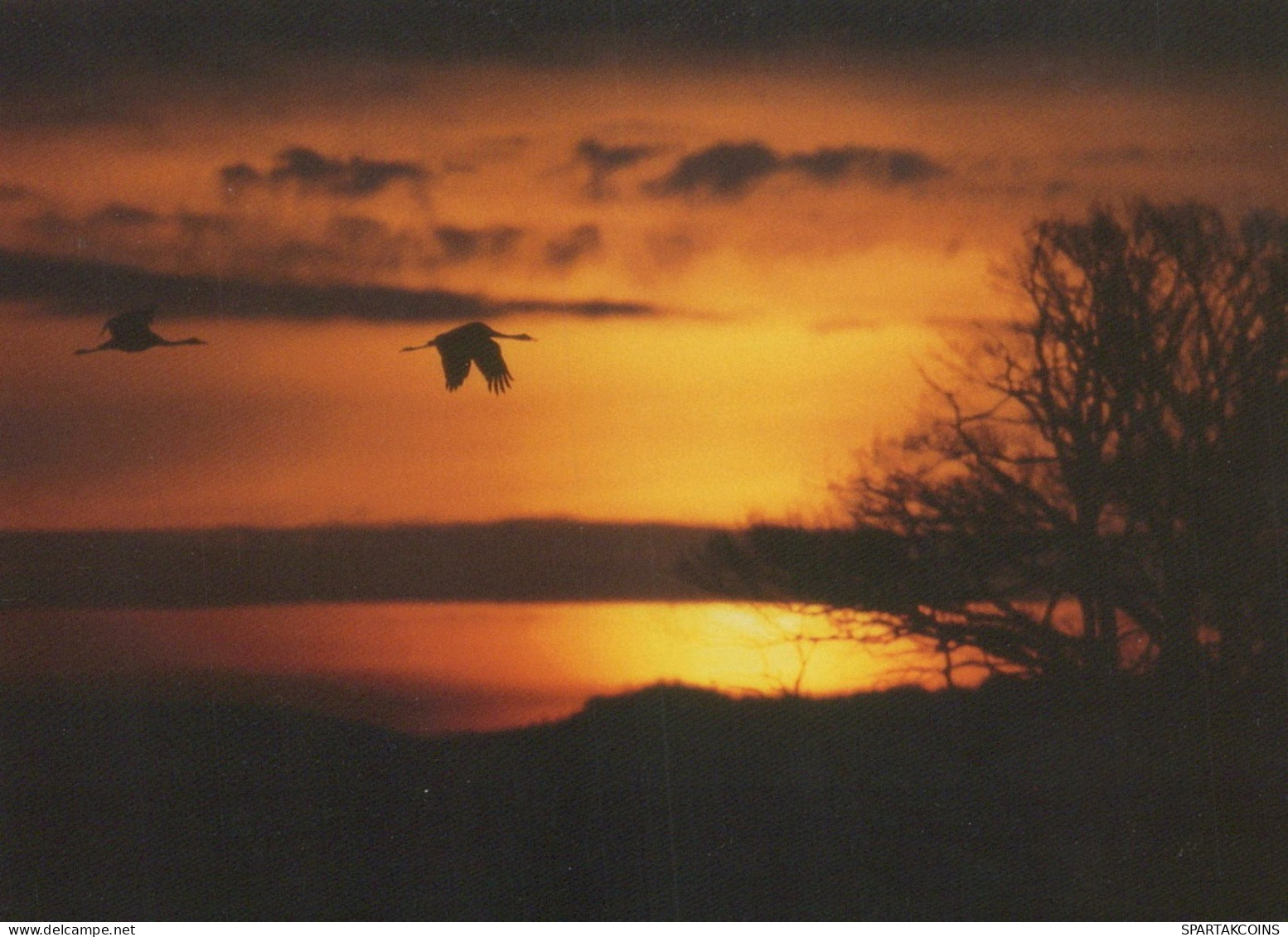 PÁJARO Animales Vintage Tarjeta Postal CPSM #PAM671.ES - Birds