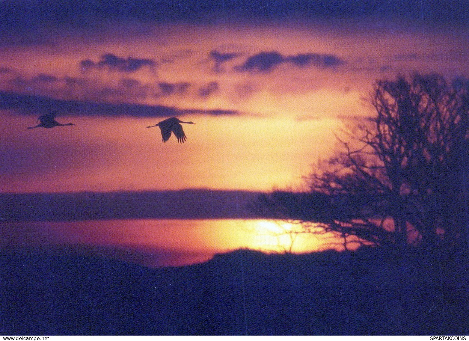 PÁJARO Animales Vintage Tarjeta Postal CPSM #PAM671.ES - Pájaros