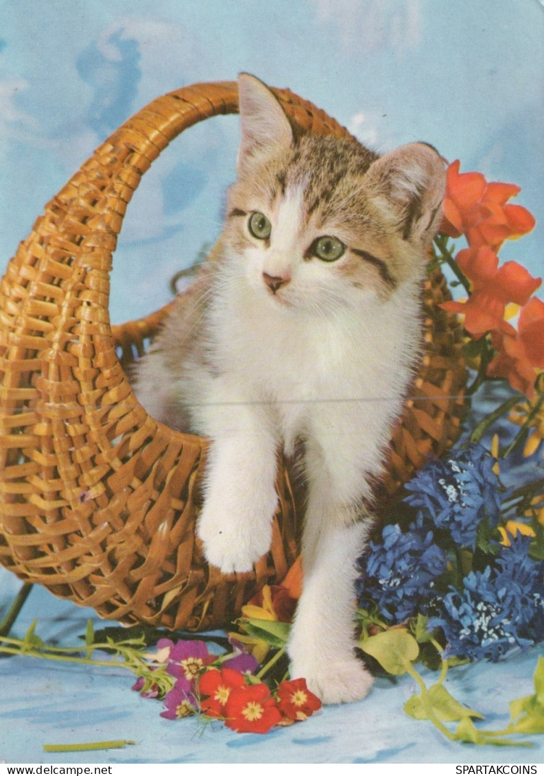 GATO GATITO Animales Vintage Tarjeta Postal CPSM #PAM106.ES - Katten