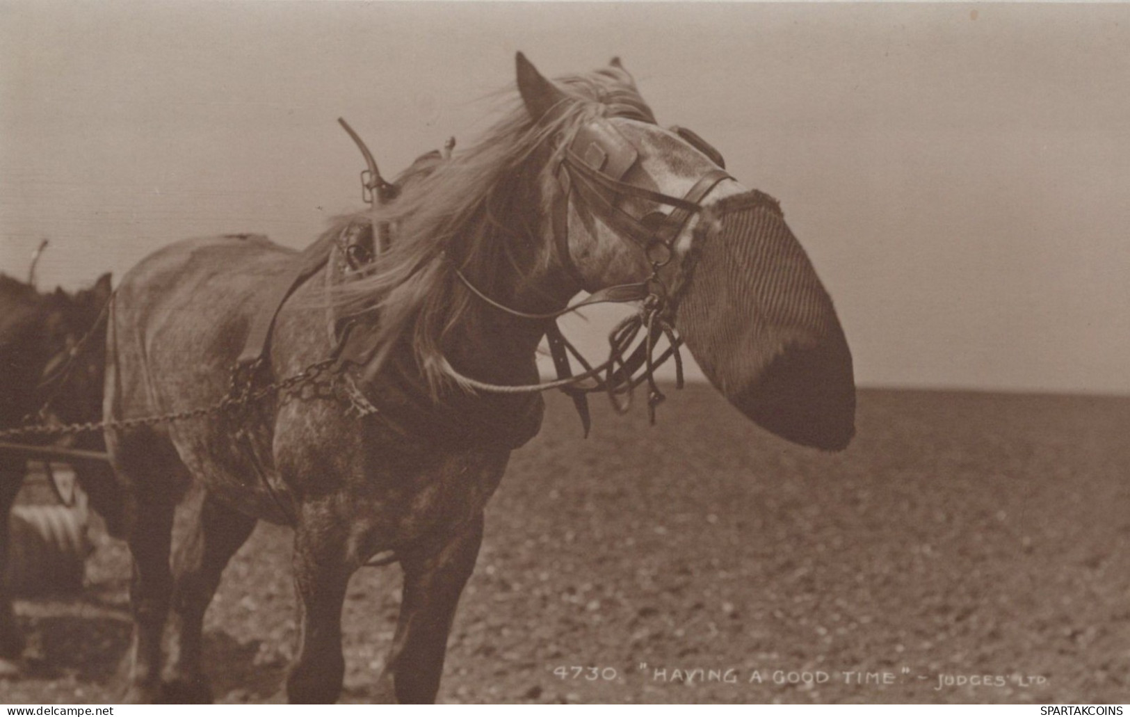 DONKEY Animals Vintage Antique Old CPA Postcard #PAA148.GB - Burros