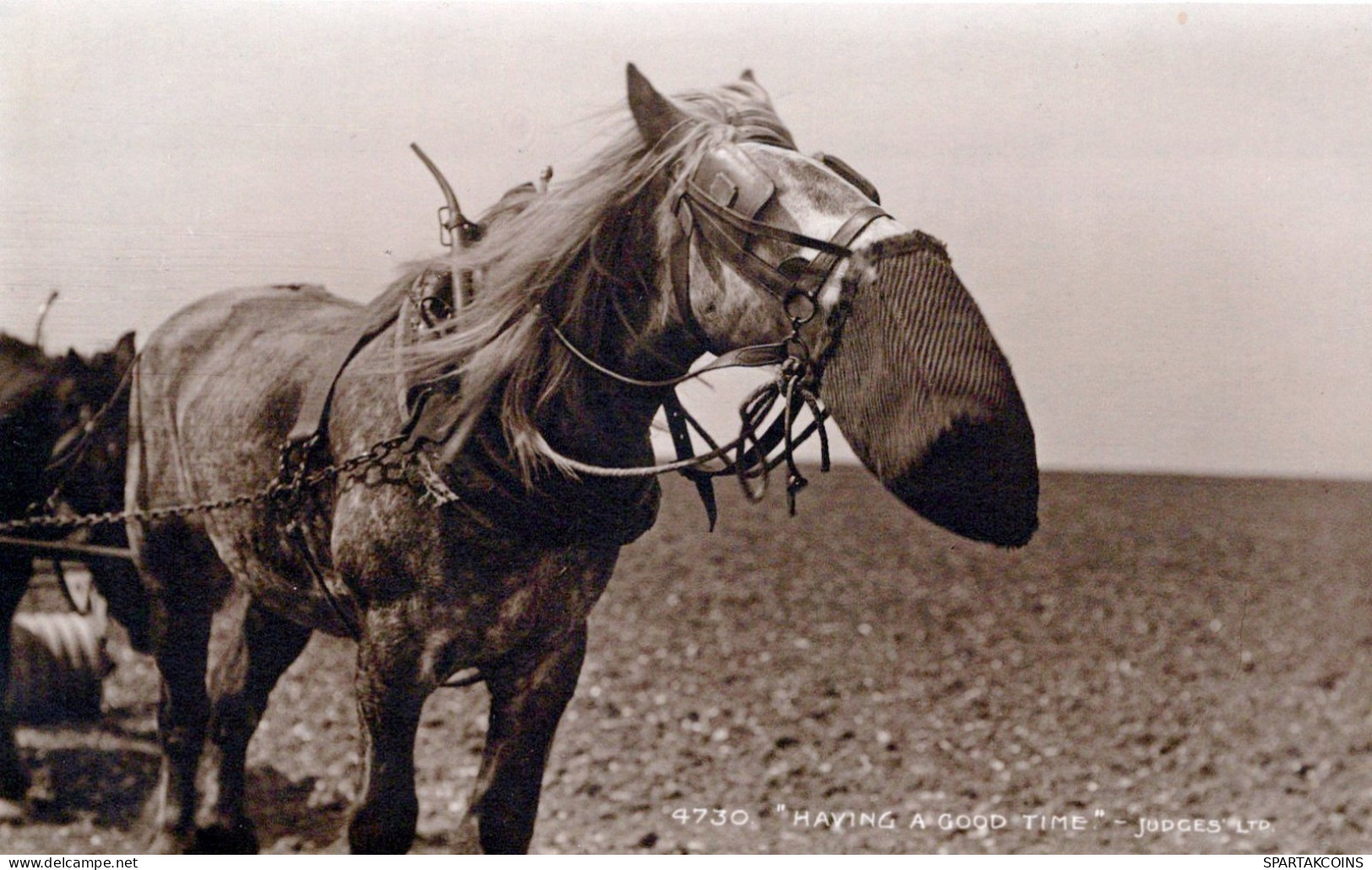 DONKEY Animals Vintage Antique Old CPA Postcard #PAA148.GB - Donkeys