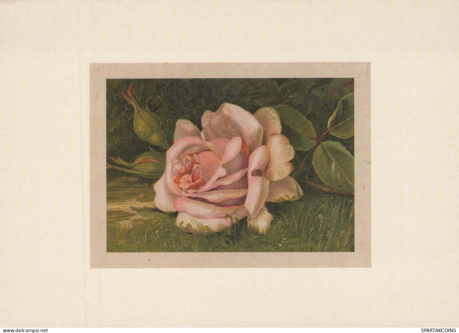 FLOWERS Vintage Postcard CPSM #PBZ554.GB - Blumen