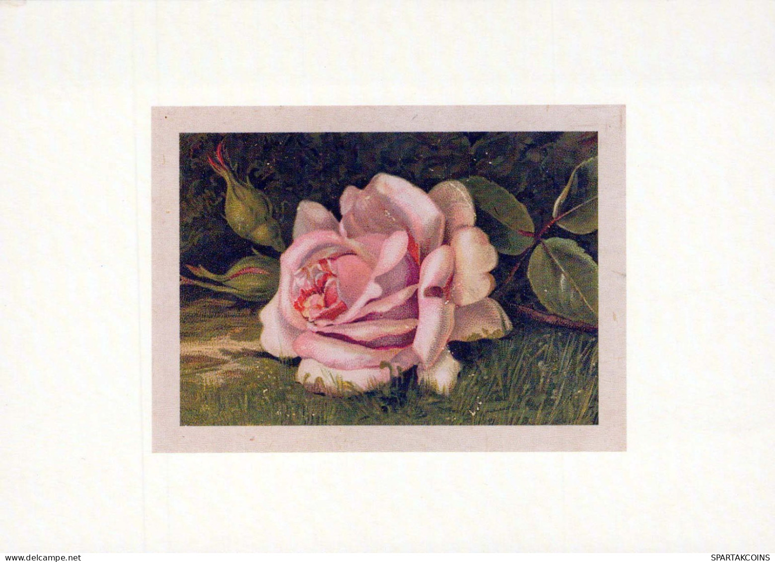 FLOWERS Vintage Postcard CPSM #PBZ554.GB - Blumen
