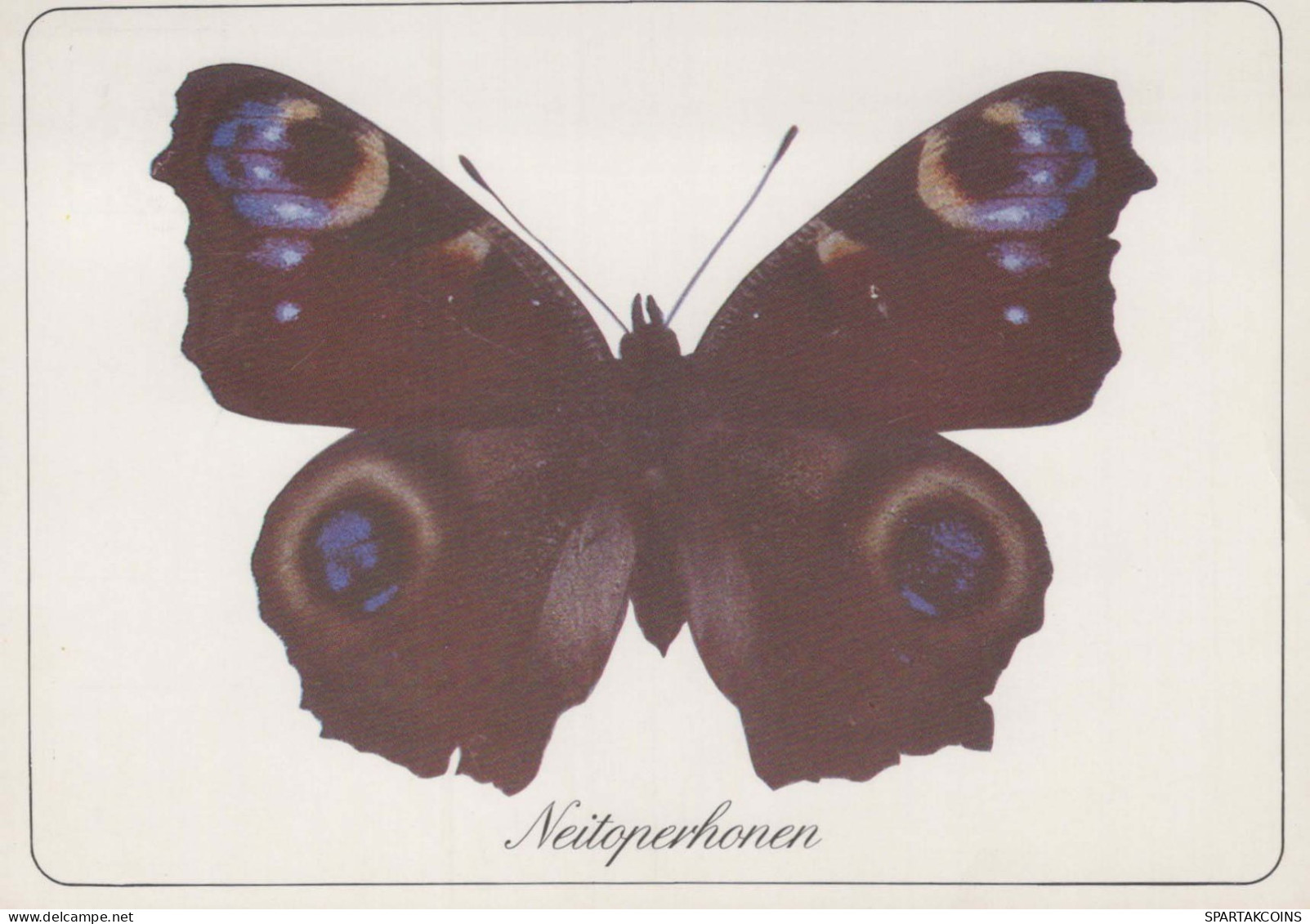 BUTTERFLIES Animals Vintage Postcard CPSM #PBS462.GB - Mariposas