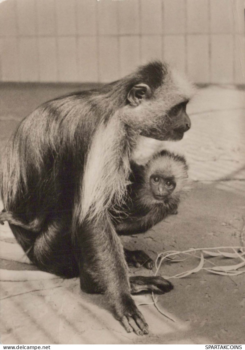 MONKEY Animals Vintage Postcard CPSM #PBS022.GB - Monkeys