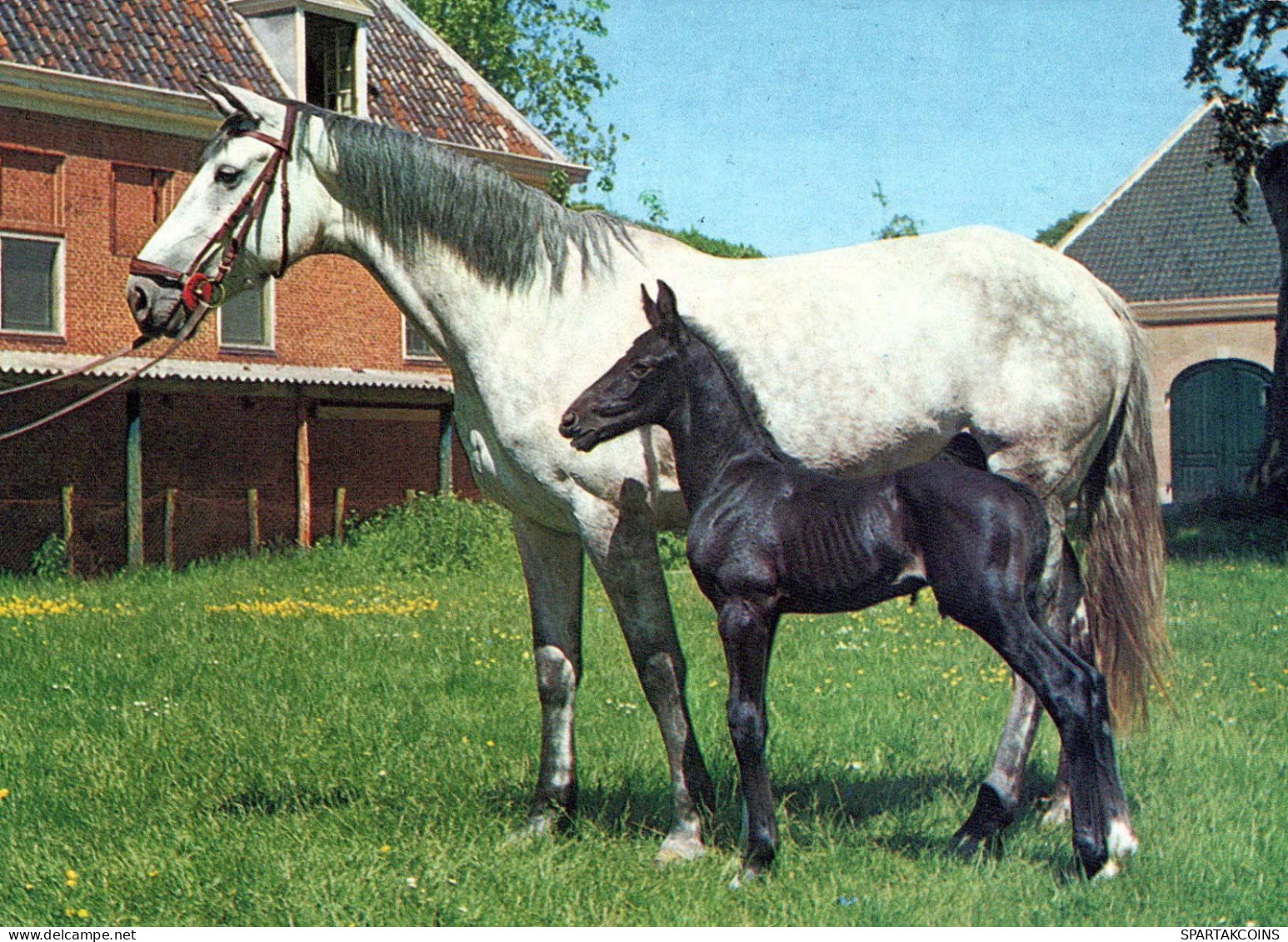 HORSE Animals Vintage Postcard CPSM #PBR948.GB - Paarden