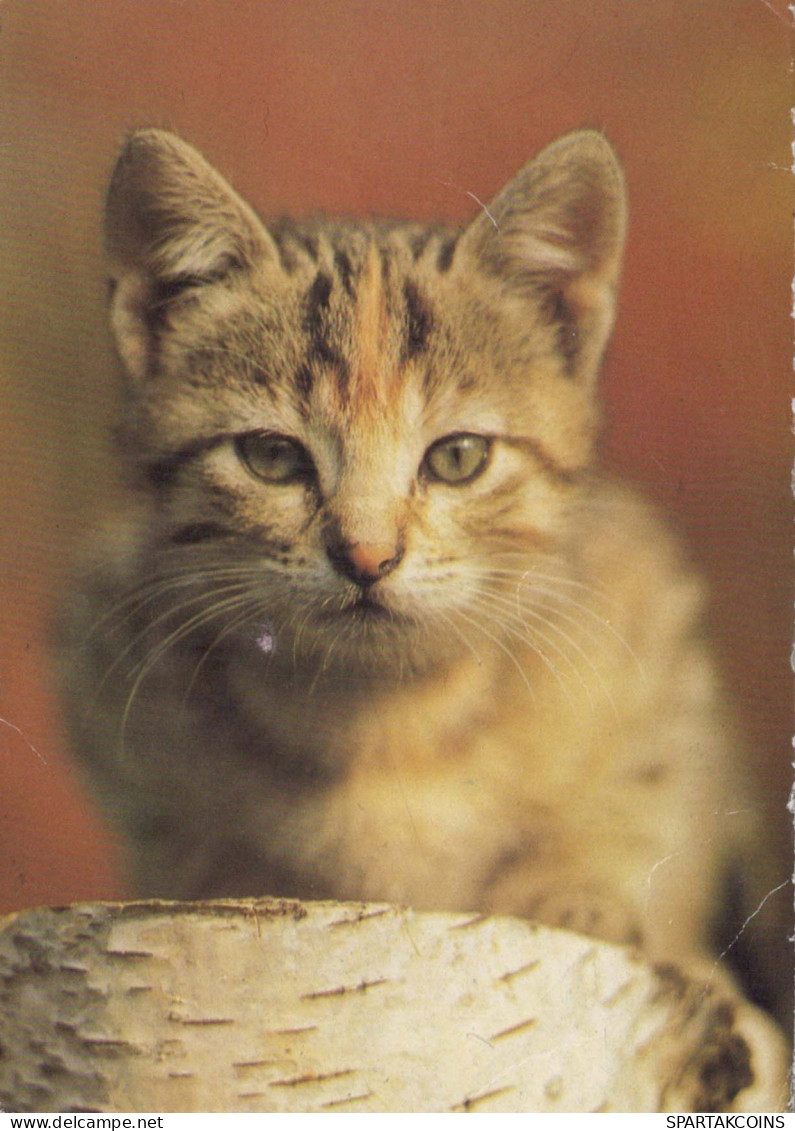 CAT KITTY Animals Vintage Postcard CPSM #PBQ953.GB - Chats