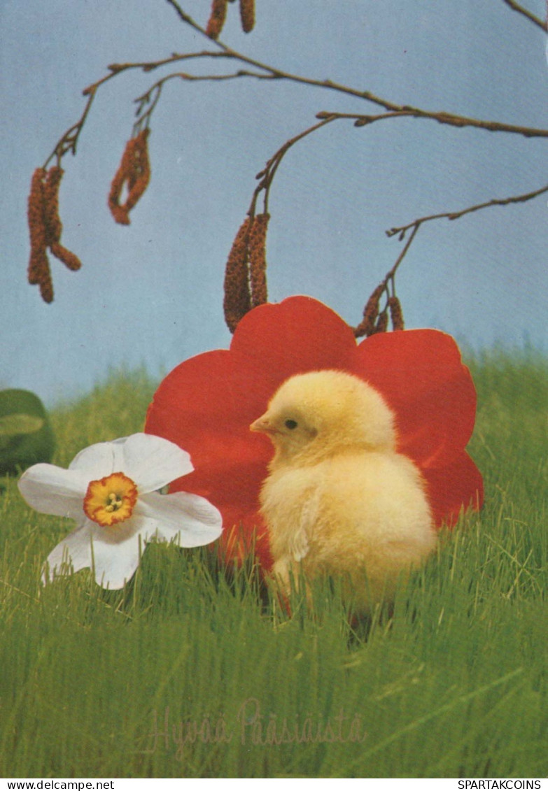 EASTER CHICKEN EGG Vintage Postcard CPSM #PBP162.GB - Easter