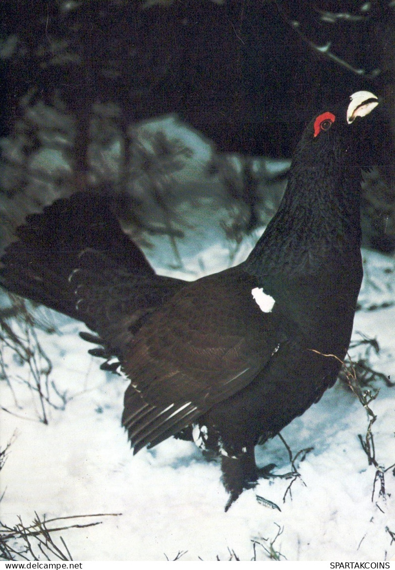 OISEAU Animaux Vintage Carte Postale CPSM #PAM672.FR - Vögel