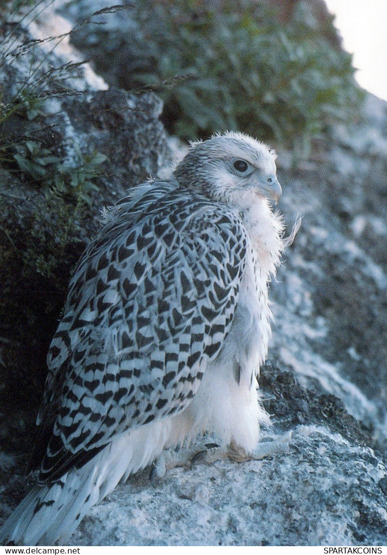 OISEAU Animaux Vintage Carte Postale CPSM #PAN107.FR - Pájaros