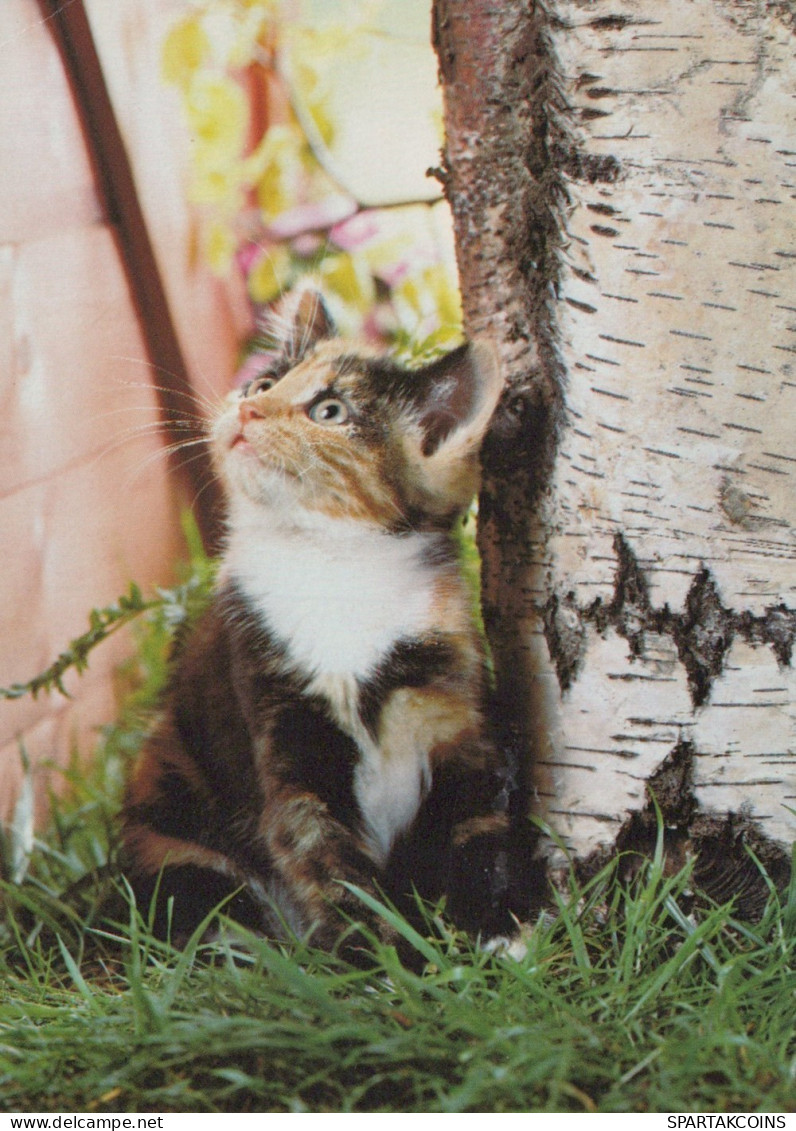 CHAT CHAT Animaux Vintage Carte Postale CPSM #PAM543.FR - Cats