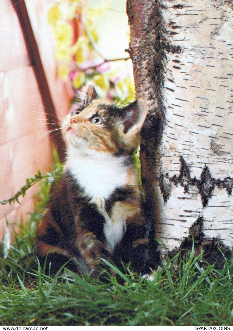 CHAT CHAT Animaux Vintage Carte Postale CPSM #PAM543.FR - Katten