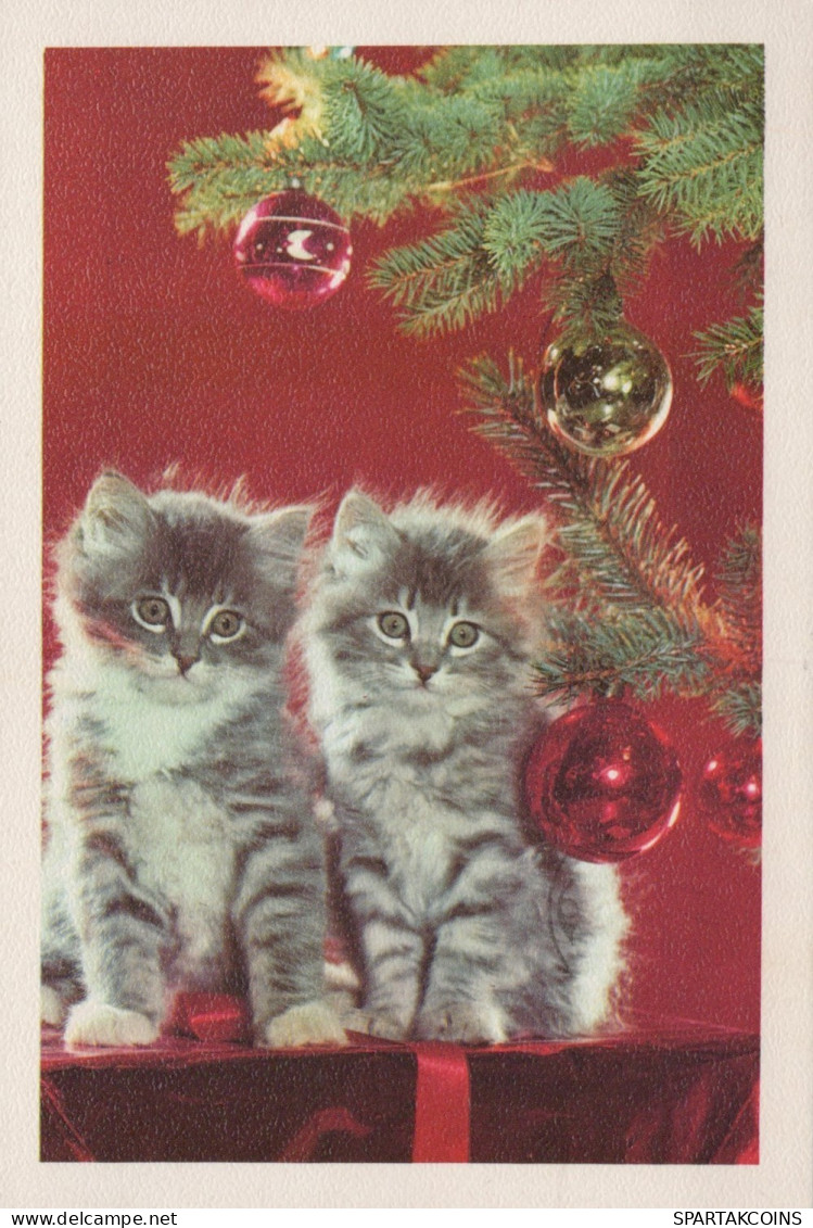 CHAT CHAT Animaux Vintage Carte Postale CPSM #PAM608.FR - Katten