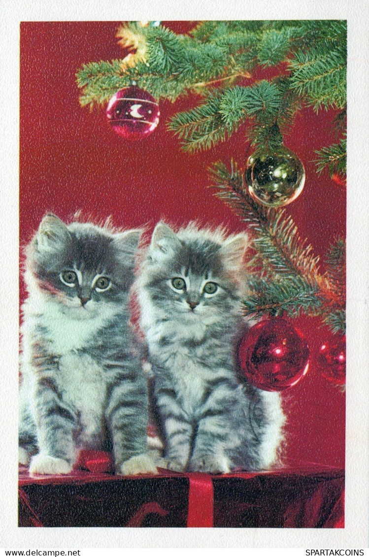 CHAT CHAT Animaux Vintage Carte Postale CPSM #PAM608.FR - Cats