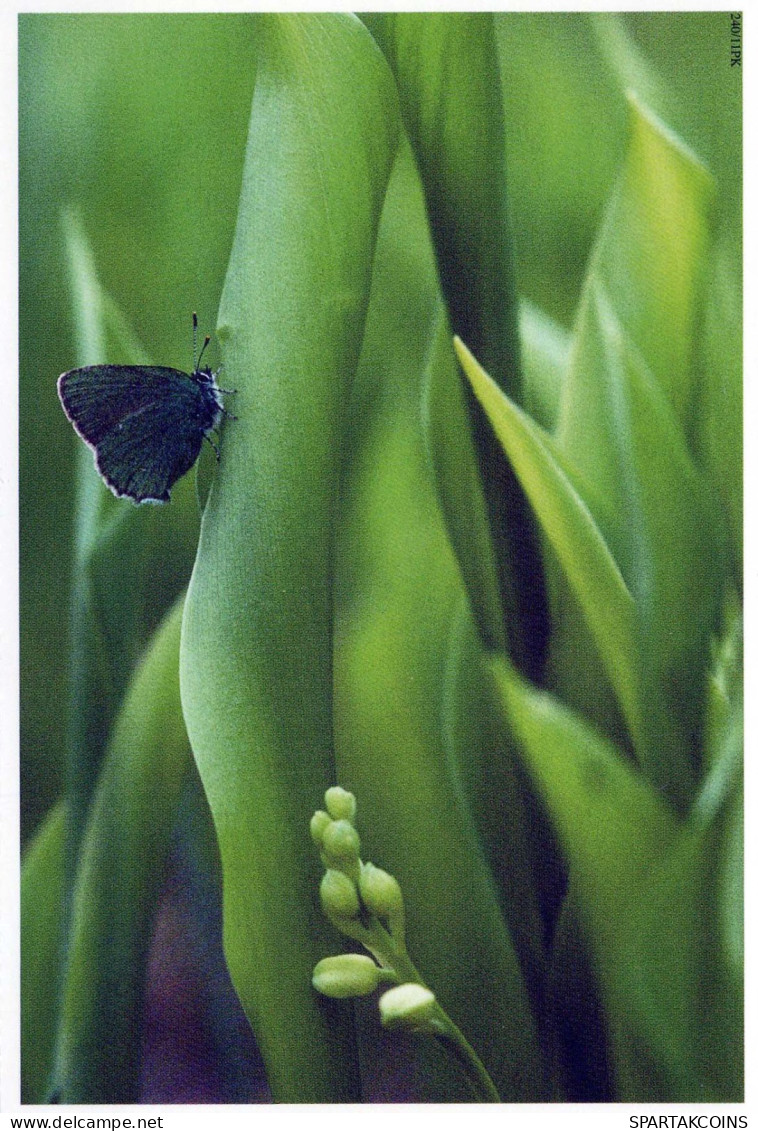 MARIPOSAS Animales Vintage Tarjeta Postal CPSM #PBS463.ES - Papillons