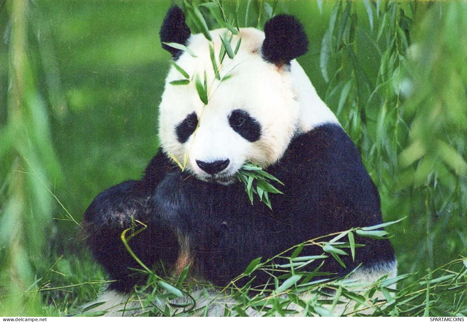 PANDA OSO Animales Vintage Tarjeta Postal CPSM #PBS089.ES - Beren