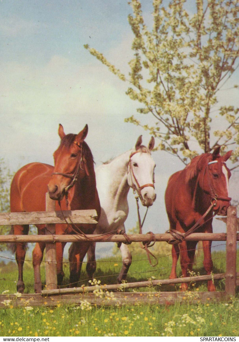 CABALLO Animales Vintage Tarjeta Postal CPSM #PBR949.ES - Horses
