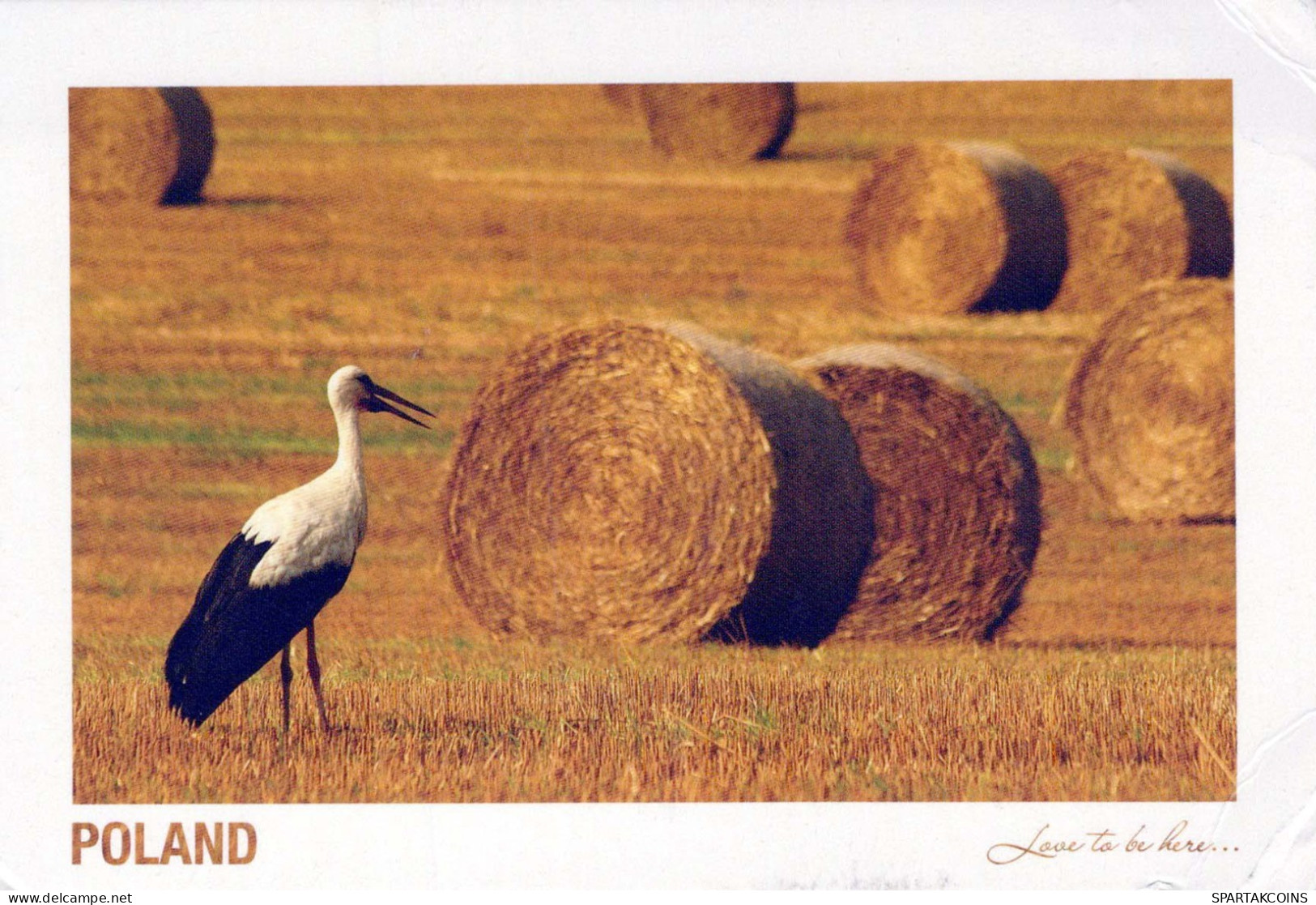 PÁJARO Animales Vintage Tarjeta Postal CPSM #PBR738.ES - Oiseaux