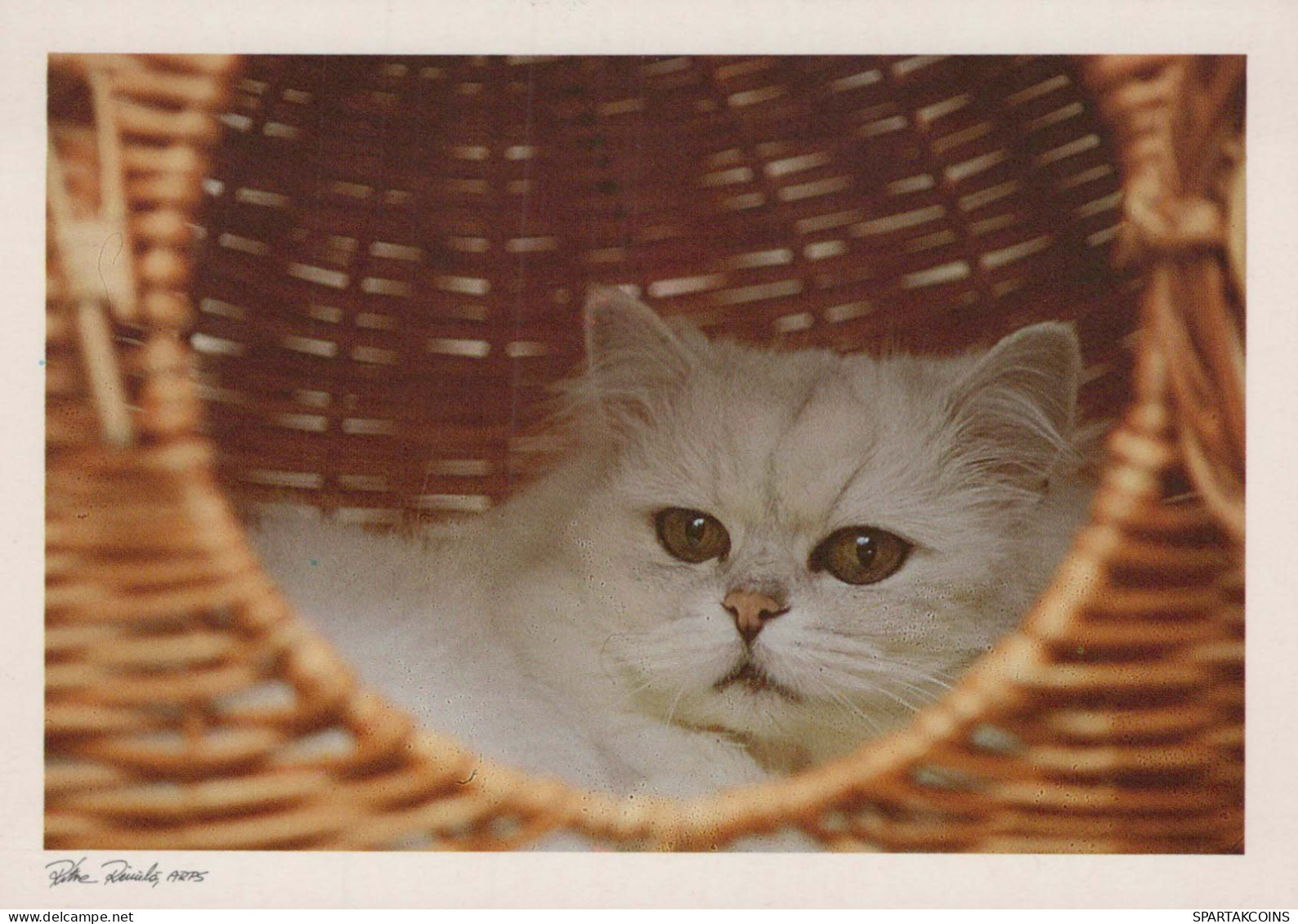 GATO GATITO Animales Vintage Tarjeta Postal CPSM #PBQ831.ES - Chats