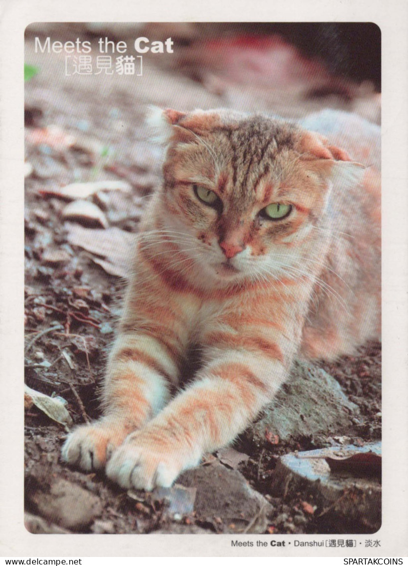 GATO GATITO Animales Vintage Tarjeta Postal CPSM #PBQ954.ES - Cats