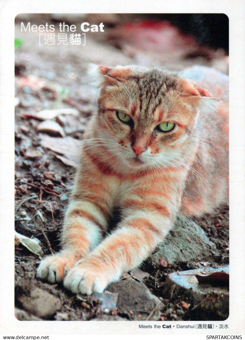 GATO GATITO Animales Vintage Tarjeta Postal CPSM #PBQ954.ES - Chats