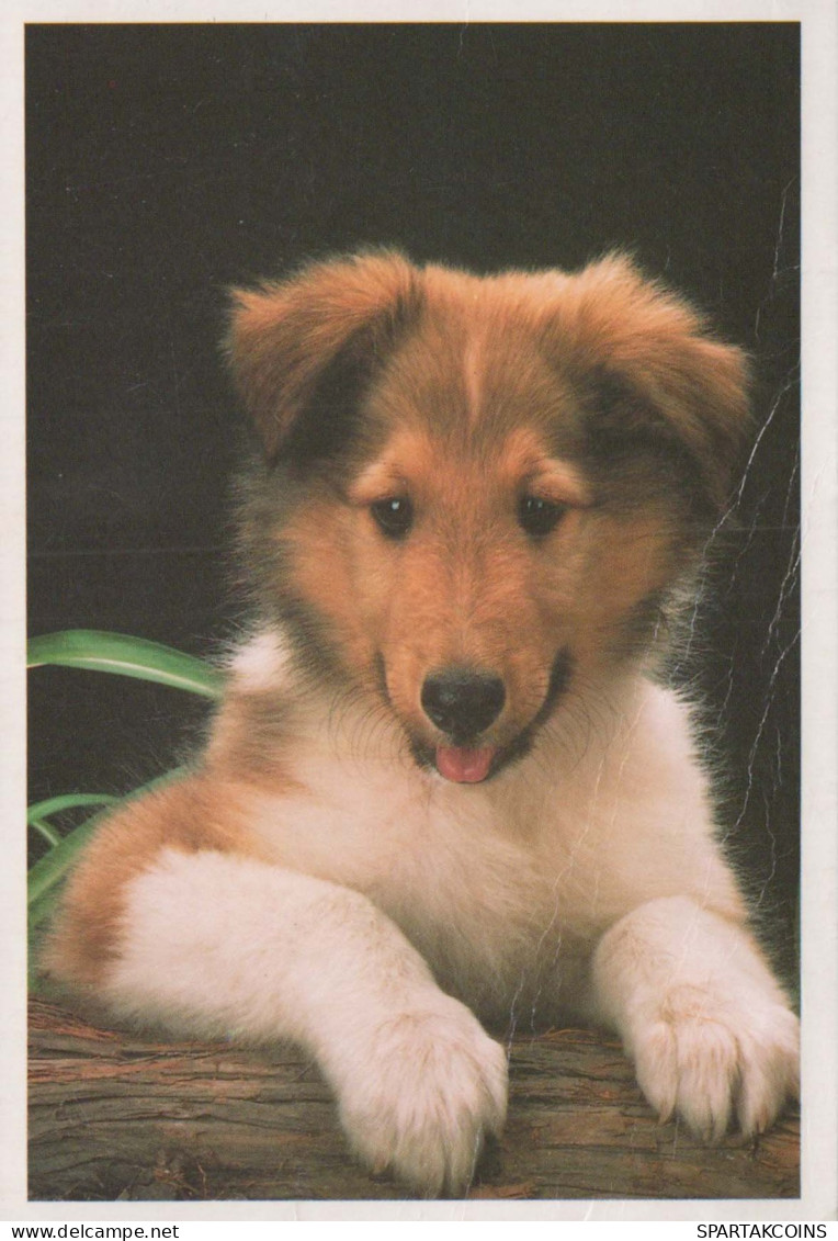 PERRO Animales Vintage Tarjeta Postal CPSM #PBQ502.ES - Dogs