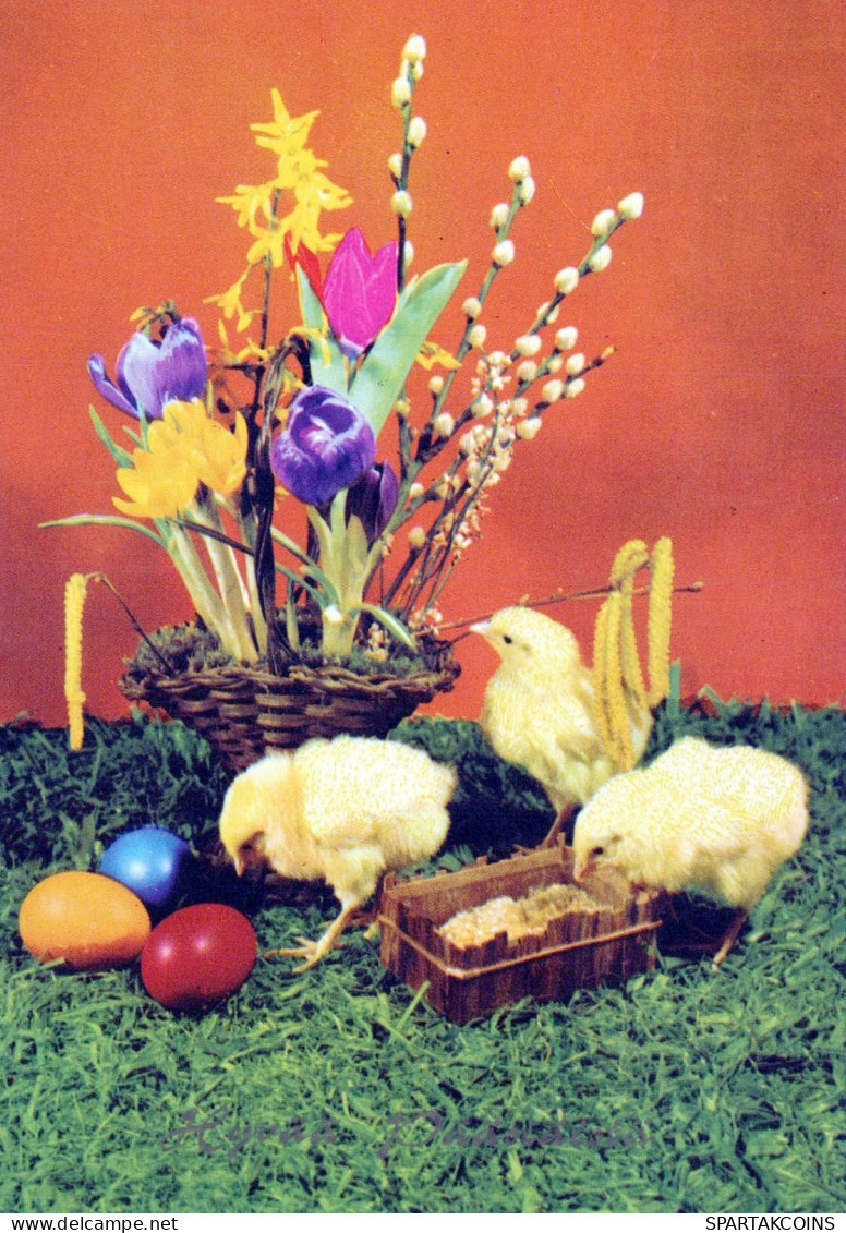 PASCUA POLLO HUEVO Vintage Tarjeta Postal CPSM #PBO599.ES - Easter